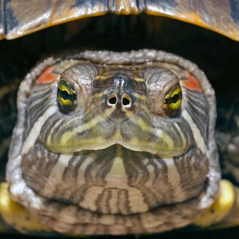 Tortuga oreja roja de frente