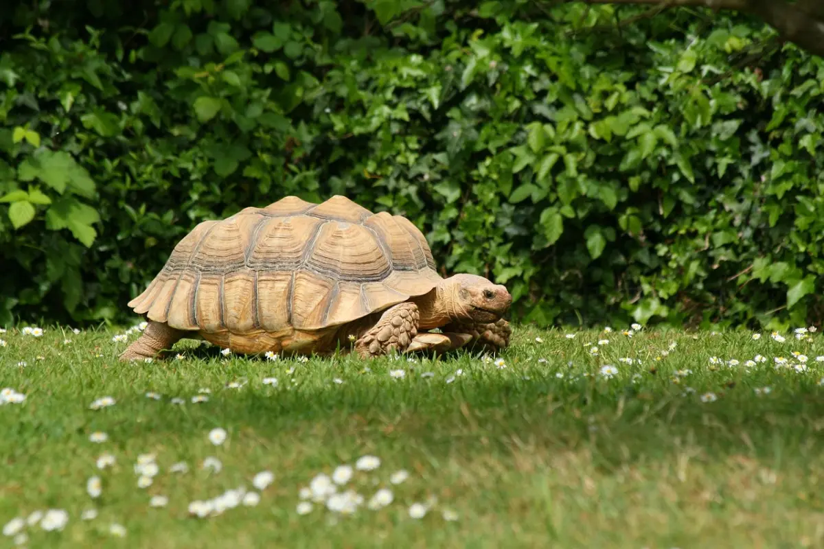 Tortuga de tierra en jardín