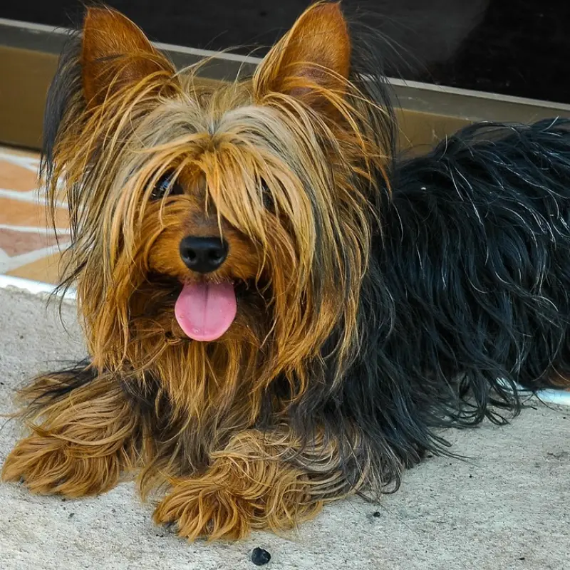 Yorkshire Terrier